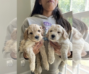 English Cocker Spaniel-Poodle (Miniature) Mix Puppy for sale in ROMEOVILLE, IL, USA