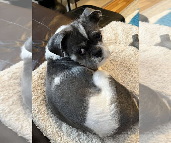 Medium Photo #3 Shih Tzu Puppy For Sale in Mundelein, IL, USA