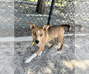 Siberian Husky-Unknown Mix Dogs for adoption in Sandy, UT, USA