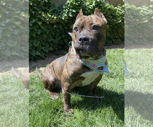 Franklin - Male American Staffordshire Terrier-Bulldog Mix Dog for Adoption - Photo #3