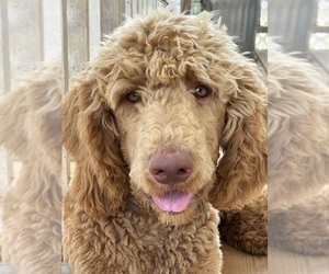 Poodle (Standard) Puppy for sale in SOPHIA, NC, USA