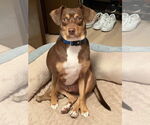 Small #1 Beagle Mix