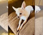 Small Photo #1 Chihuahua Puppy For Sale in Texarkana, TX, USA