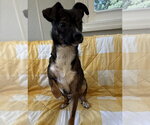 Small #1 Chihuahua Mix
