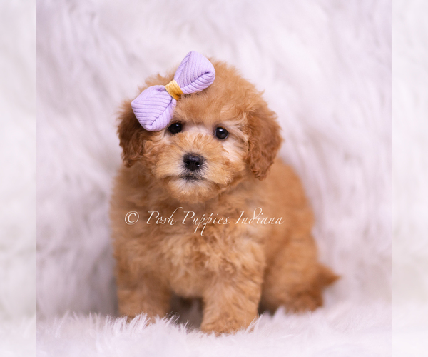 Medium Photo #37 Goldendoodle (Miniature) Puppy For Sale in WARSAW, IN, USA