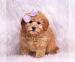 Small Photo #37 Goldendoodle (Miniature) Puppy For Sale in WARSAW, IN, USA