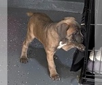 Small Photo #5 Cane Corso Puppy For Sale in HUTTO, TX, USA