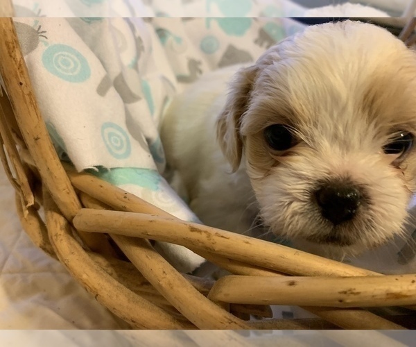 Medium Photo #8 ShihPoo Puppy For Sale in WETUMPKA, AL, USA