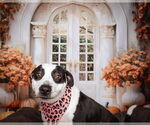 Small #6 American Staffordshire Terrier-Pointer Mix