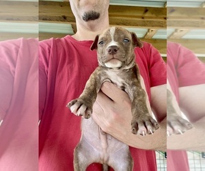 Medium American Pit Bull Terrier