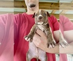 Puppy Male 2 American Pit Bull Terrier