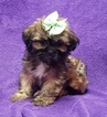 Small Photo #10 Lhasa Apso Puppy For Sale in BUFFALO, MO, USA