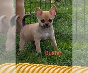 Chihuahua Puppy for sale in LEBANON, PA, USA