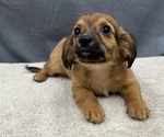 Small Photo #26 Chiweenie Puppy For Sale in SAINT AUGUSTINE, FL, USA