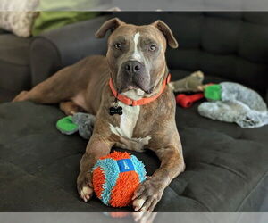 American Pit Bull Terrier Dogs for adoption in Pasadena, CA, USA