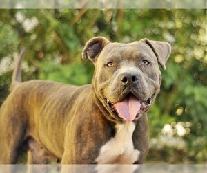 Bullmastiff-Unknown Mix Dogs for adoption in Tavares, FL, USA