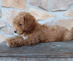 Small Photo #3 ShihPoo Puppy For Sale in HONEY BROOK, PA, USA