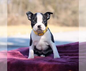 French Bulldog Puppy for sale in PORT ROYAL, PA, USA