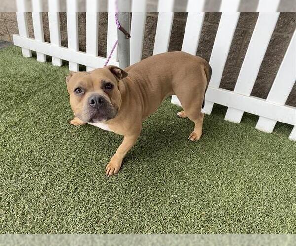 Medium Photo #1 Mutt Puppy For Sale in Modesto, CA, USA