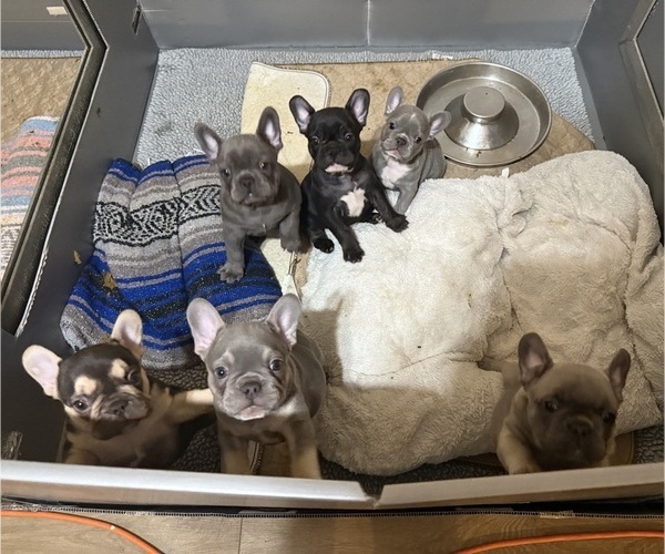Medium Photo #1 French Bulldog Puppy For Sale in BIG RAPIDS, MI, USA