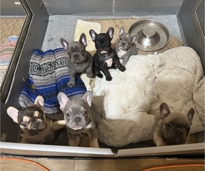 French Bulldog Litter for sale in BIG RAPIDS, MI, USA