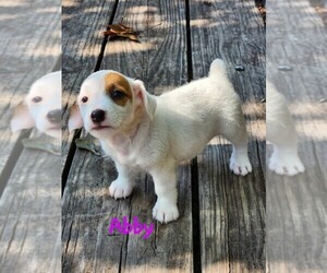 Jack Russell Terrier Puppy for sale in ABBEVILLE, SC, USA