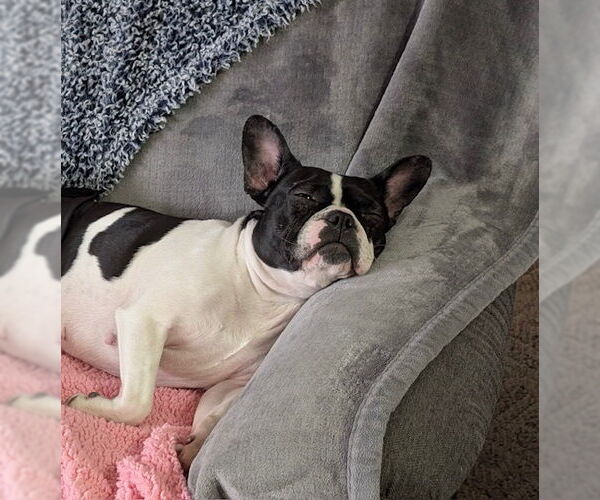 Medium Photo #2 Boston Terrier Puppy For Sale in Pittsburgh, PA, USA