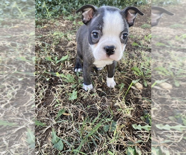 Medium Photo #4 Boston Terrier Puppy For Sale in FREDONIA, KS, USA