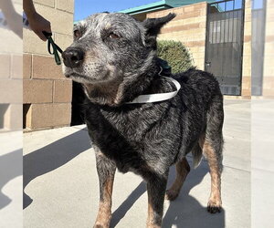Mutt Dogs for adoption in Riverside, CA, USA