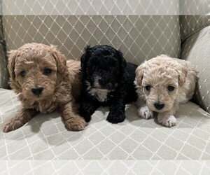 Poodle (Toy) Puppy for sale in PLANT CITY, FL, USA