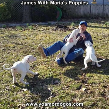 Medium Photo #68 Dogo Argentino Puppy For Sale in PINEVILLE, MO, USA