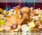 Puppy Ronnie Dachshund