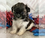 Small #1 Shih Tzu