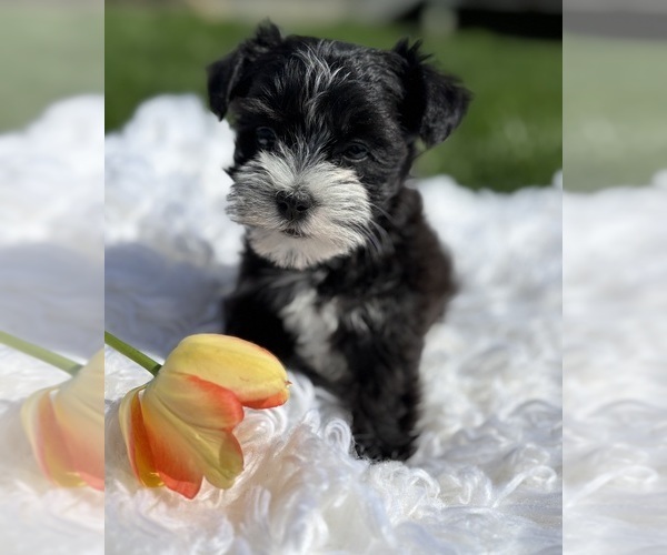 Medium Photo #10 Morkie Puppy For Sale in ROCK STREAM, NY, USA
