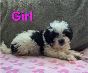 Pom-A-Poo Puppy for sale in FREMONT, MI, USA