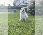 Small #1 Siberian Husky