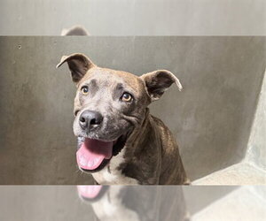 Mutt Dogs for adoption in San Bernardino, CA, USA