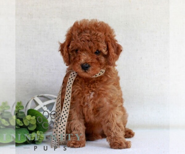 Medium Photo #4 Cavapoo (Miniature) Puppy For Sale in NEWMANSTOWN, PA, USA