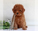 Small #3 Cavapoo (Miniature)