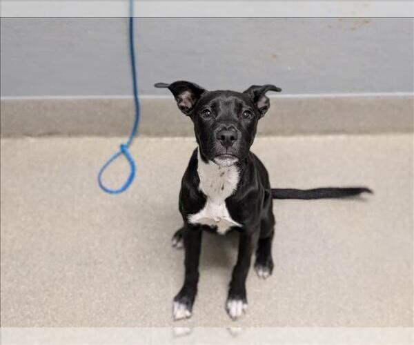 Medium Photo #1 Mutt Puppy For Sale in Las Vegas, NV, USA