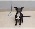 ASHOKA - Female Mutt Dog for Adoption - Small photo
