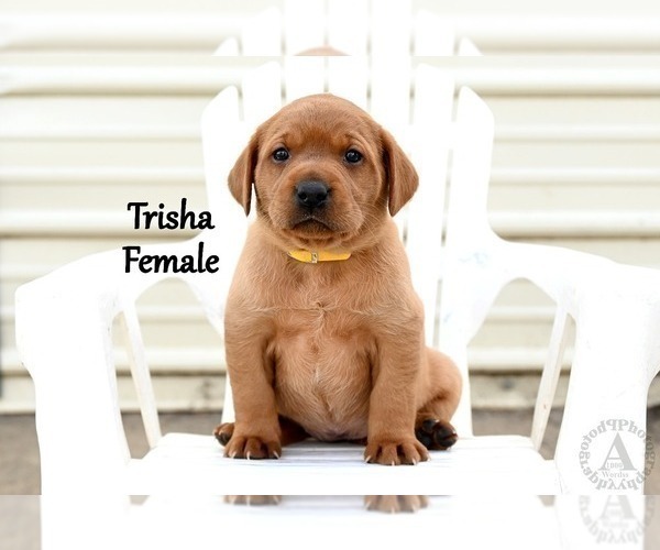 Medium Photo #3 Labrador Retriever Puppy For Sale in DAYTON, VA, USA