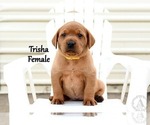 Small #2 Labrador Retriever