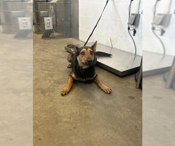 Medium Photo #1 German Shepherd Dog-Unknown Mix Puppy For Sale in Corona, CA, USA