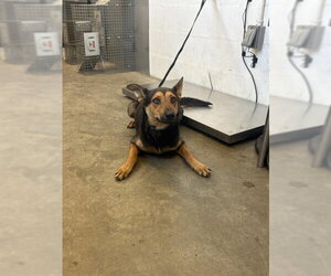 German Shepherd Dog-Unknown Mix Dogs for adoption in Corona, CA, USA