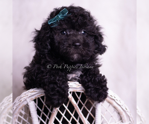 Medium Poodle (Toy)