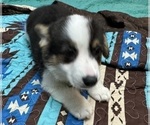 Small Photo #22 Pembroke Welsh Corgi Puppy For Sale in HERMITAGE, TN, USA