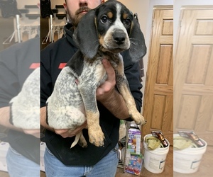 Bluetick Coonhound Puppy for sale in ASH, MO, USA