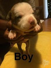 American Pit Bull Terrier Puppy for sale in MINNEAPOLIS, MN, USA