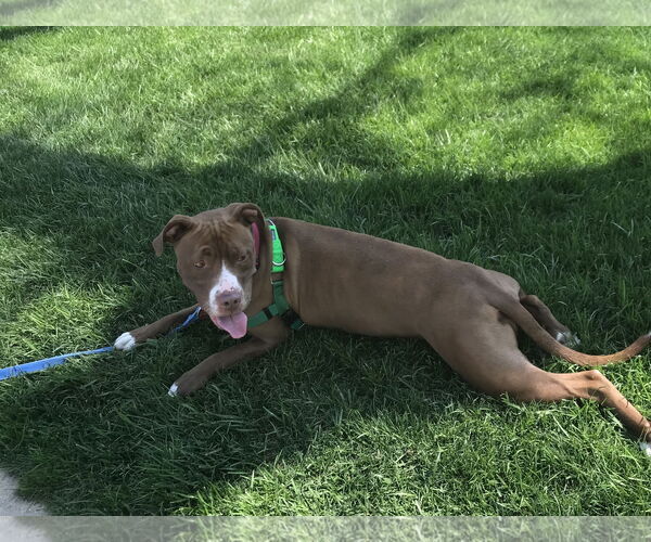 Medium Photo #21 American Pit Bull Terrier-American Staffordshire Terrier Mix Puppy For Sale in Techny, IL, USA